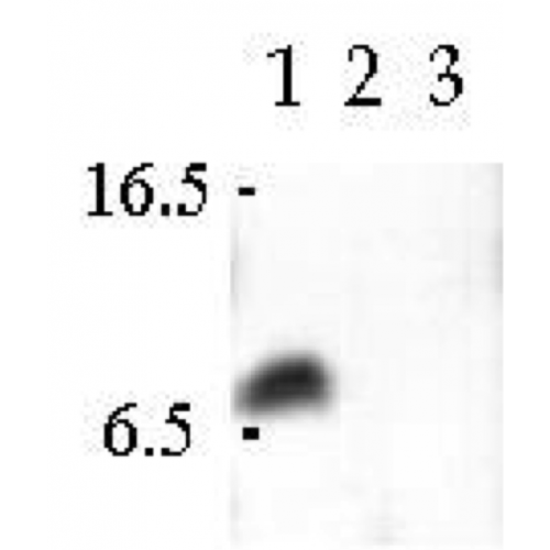 Cellubrevin antibody