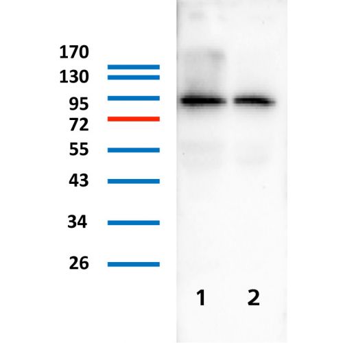 Transglutaminase-1 antibody