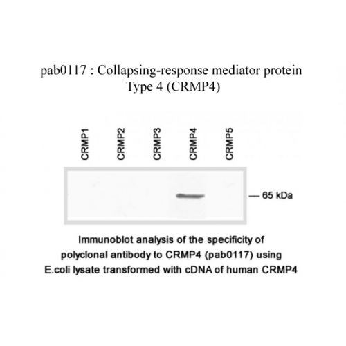 CRMP-4 antibody