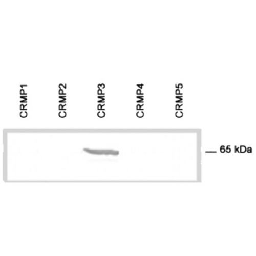 CRMP-3 antibody