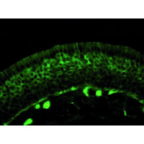 CRMP-2 antibody