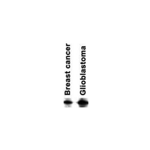 L-Caldesmon antibody