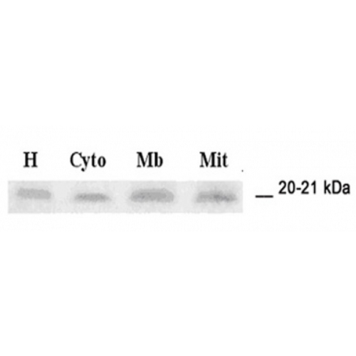 Seleno-Glutathione Peroxidase 4 (GPx-4) antibody