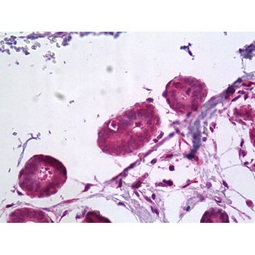Retinoic acid-induced protein 3 (RAI3) antibody