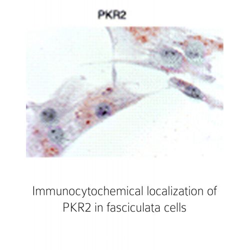 Prokineticin receptor 2 (PK-R2) antibody