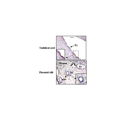 Prokineticin receptor 2 (PK-R2) antibody