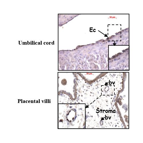 Prokineticin receptor 1 (PK-R1) antibody