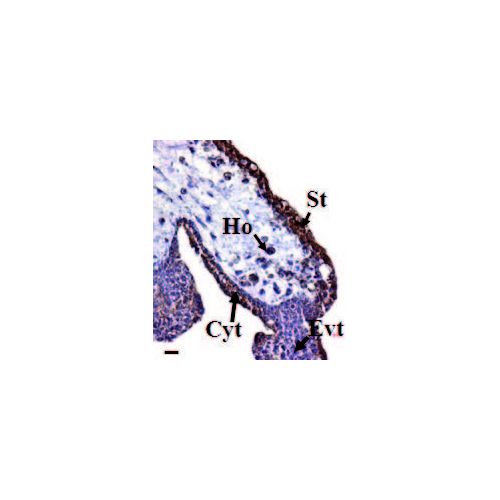 Prokineticin-1 antibody