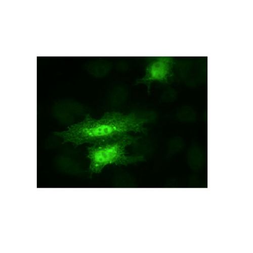 YAP1 antibody