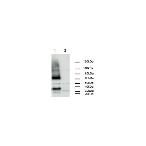 Spinster antibody