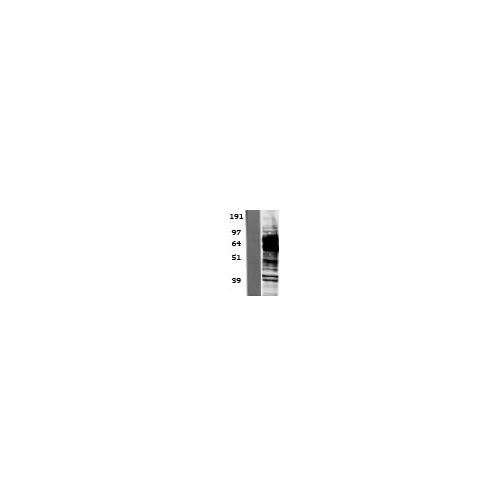 Glycogen synthase kinase-3 antibody