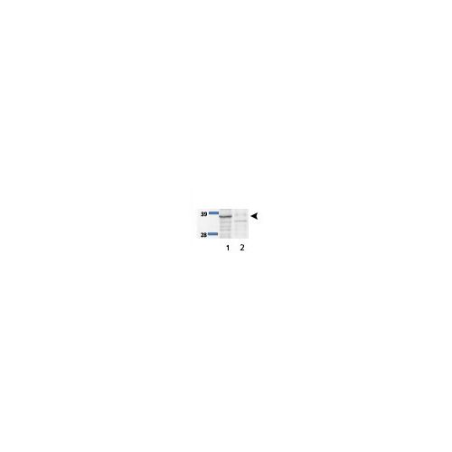 Cyclin-dependent kinase 20 antibody