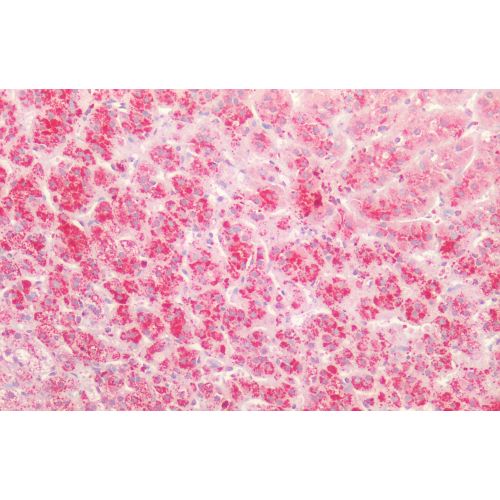 5-hydroxytryptamine receptor 1A (5-HT1A) antibody
