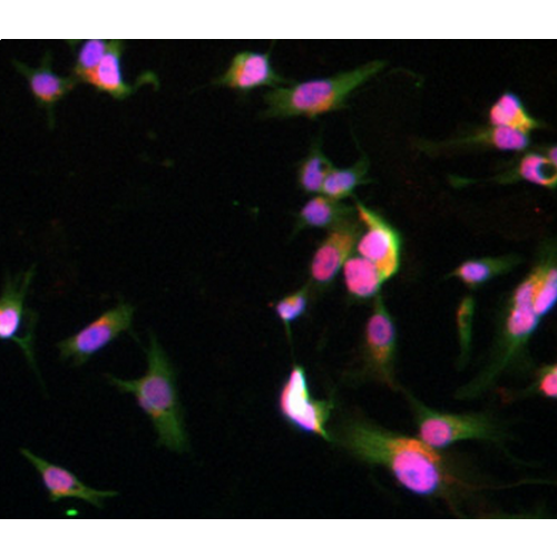 Potassium voltage-gated channel subfamily E member 1 (KCNE1) antibody