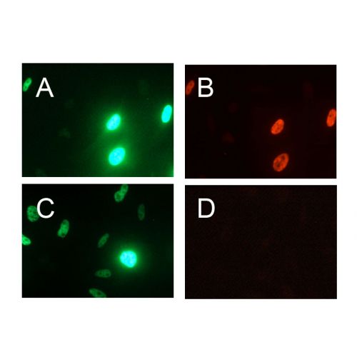 Homeobox protein OTX2 antibody