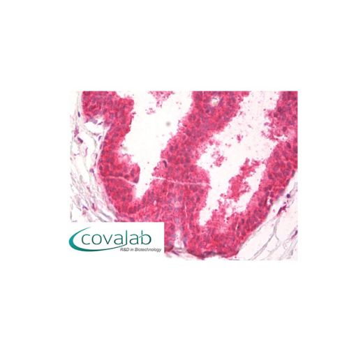 Polyadenylate-binding protein 1 (PABP-1) antibody