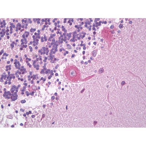 Protein LYRIC antibody