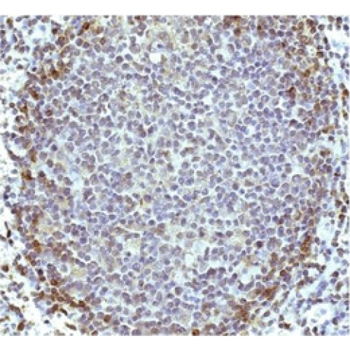 Voltage-gated hydrogen channel 1 (HVCN1) antibody