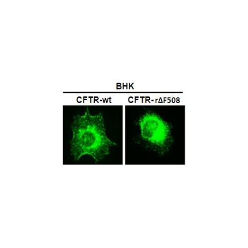 IF - CFTR antibody<br/>(pab0716-P)<br/>Anti-CFTR antibody IF staining of BHK cells expressing wild-type (wt) or mutated CFTR (rDF508).