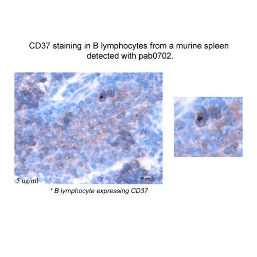 CD37 antibody