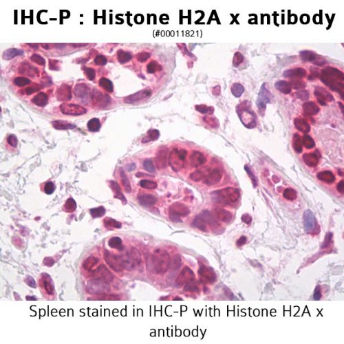 Histone H2A x antibody