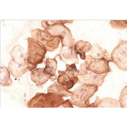 Citrulline antibody<br/>(pab0672)<br/>ELISA data demonstrating the specificity of pab0672 to citrulline naturally present in histones (endogenous citrulline).