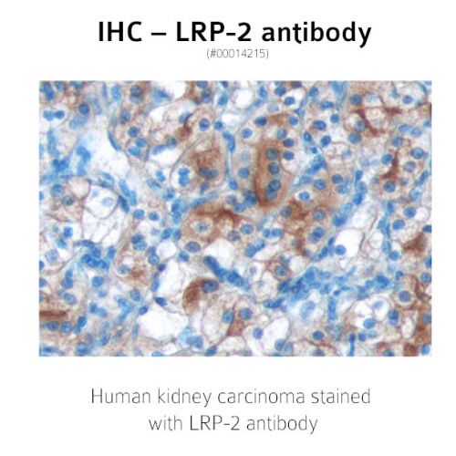 Low density lipoprotein receptor-related protein 2 precursor (LRP-2) antibody