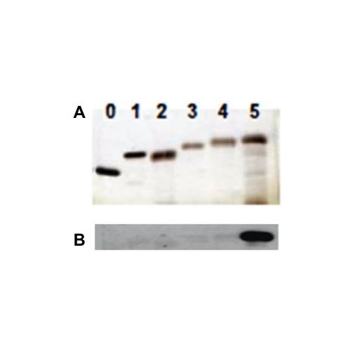 Histone H1.5 antibody