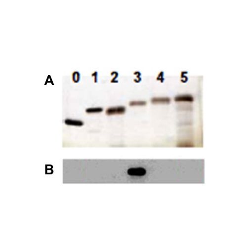 Histone H1.3 antibody