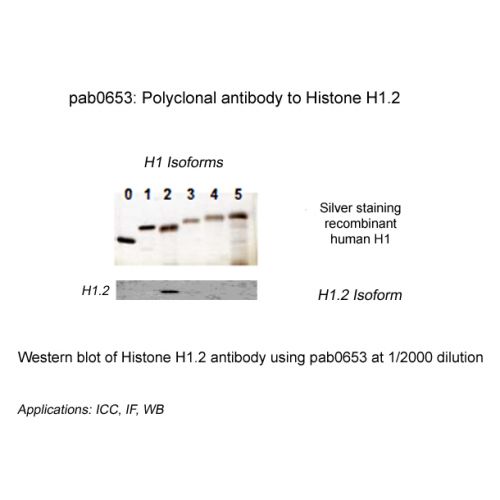 Histone H1.2 antibody