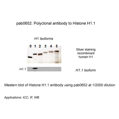 Histone H1.1 antibody
