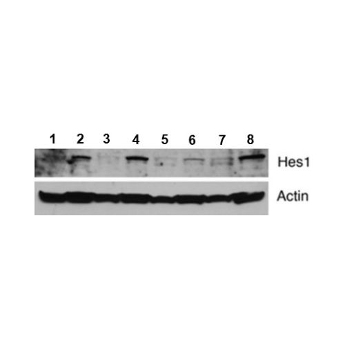 Transcription factor HES-1 antibody