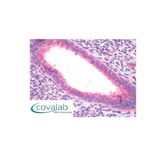 Phospholipase C-zeta-1 (PLC-zeta-1) antibody