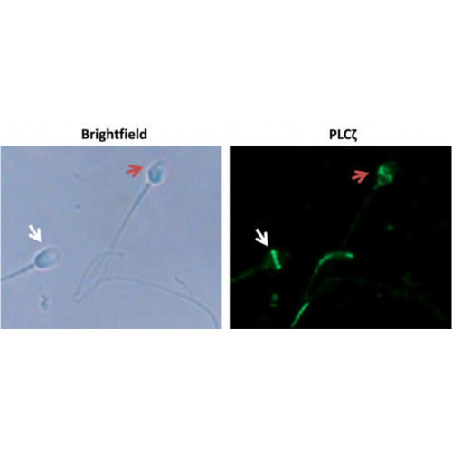 Phospholipase C-zeta-1 (PLC-zeta-1) antibody