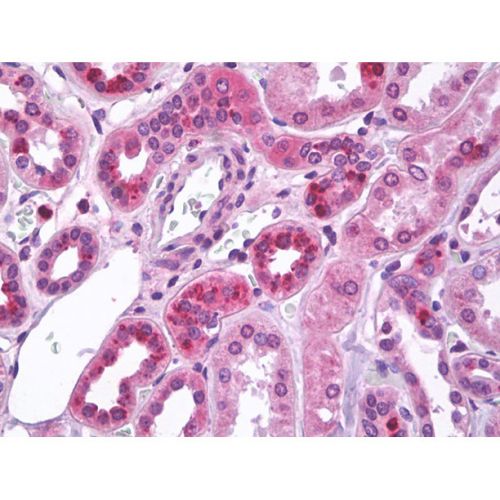 Methyl-CpG-binding domain protein 2 (MBD2) antibody
