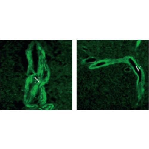 Transmembrane and TPR repeat-containing protein 3 (TMTC3) antibody