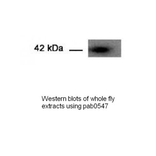 Spichthyin (Spict) antibody