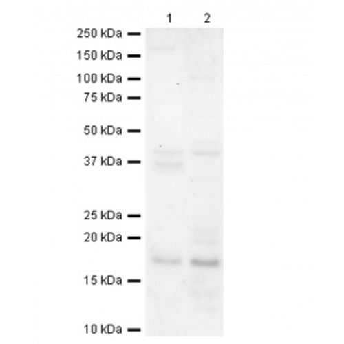Ribonuclease 7 (RNase 7) antibody
