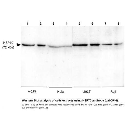 Heat shock 70 kDa protein 1A (HSP70.1) antibody
