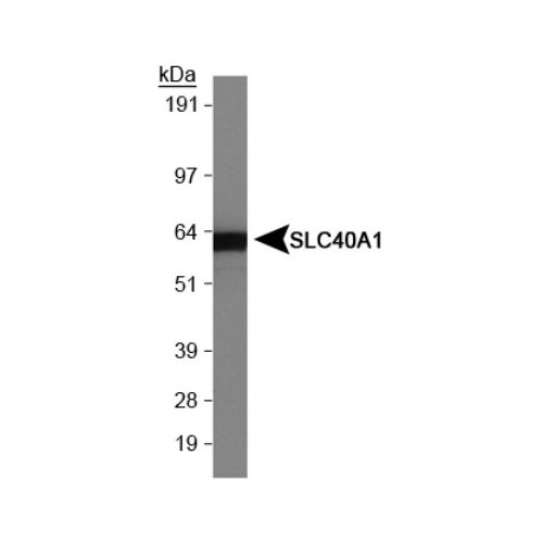 Ferroportin-1 antibody