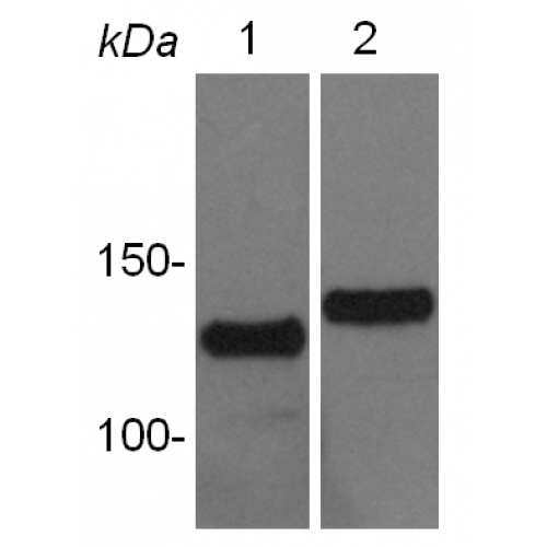 WB : CD43 antibody
(pab0880-P)
Anti-CD43 antibody WB staining of 40 µf of total lysate of Jurkat (lane 1) and U937 (lane 2) cells. Antibody pab0880-P dilution 1:1000.
Image from V. Dwivedi, S. Gopalan Sampathkumar, NII, New Dehli