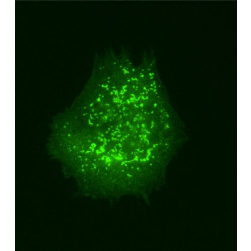 AMOTL1 antibody