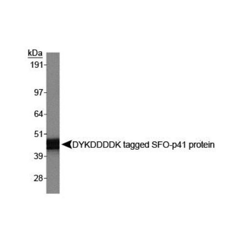 DYKDDDDK epitope antibody (L5)