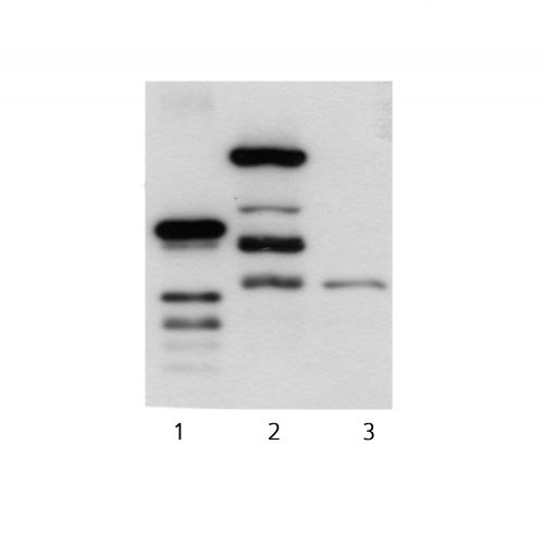 Arrestin domain-containing protein 1 antibody