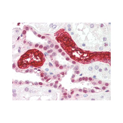 UMOD / Uromodulin (10.32) antibody [FITC]