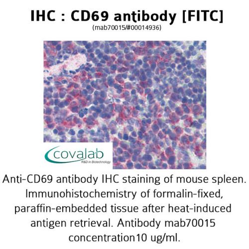 CD69 antibody [FITC]