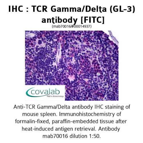 TCR Gamma/Delta (GL-3) antibody [FITC]