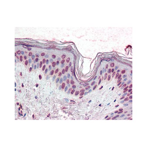 XBP1 (aa2-160) (9B7E5) antibody