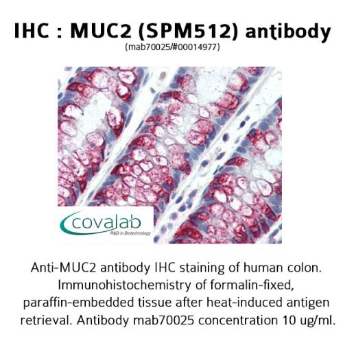 MUC2 (SPM512) antibody