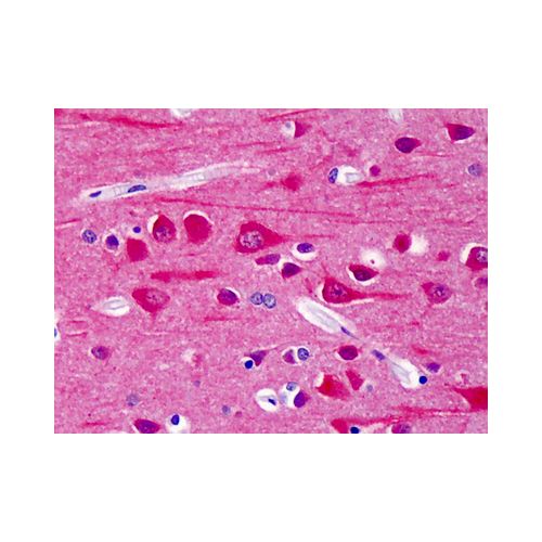 CAMK2 (pThr286) antibody